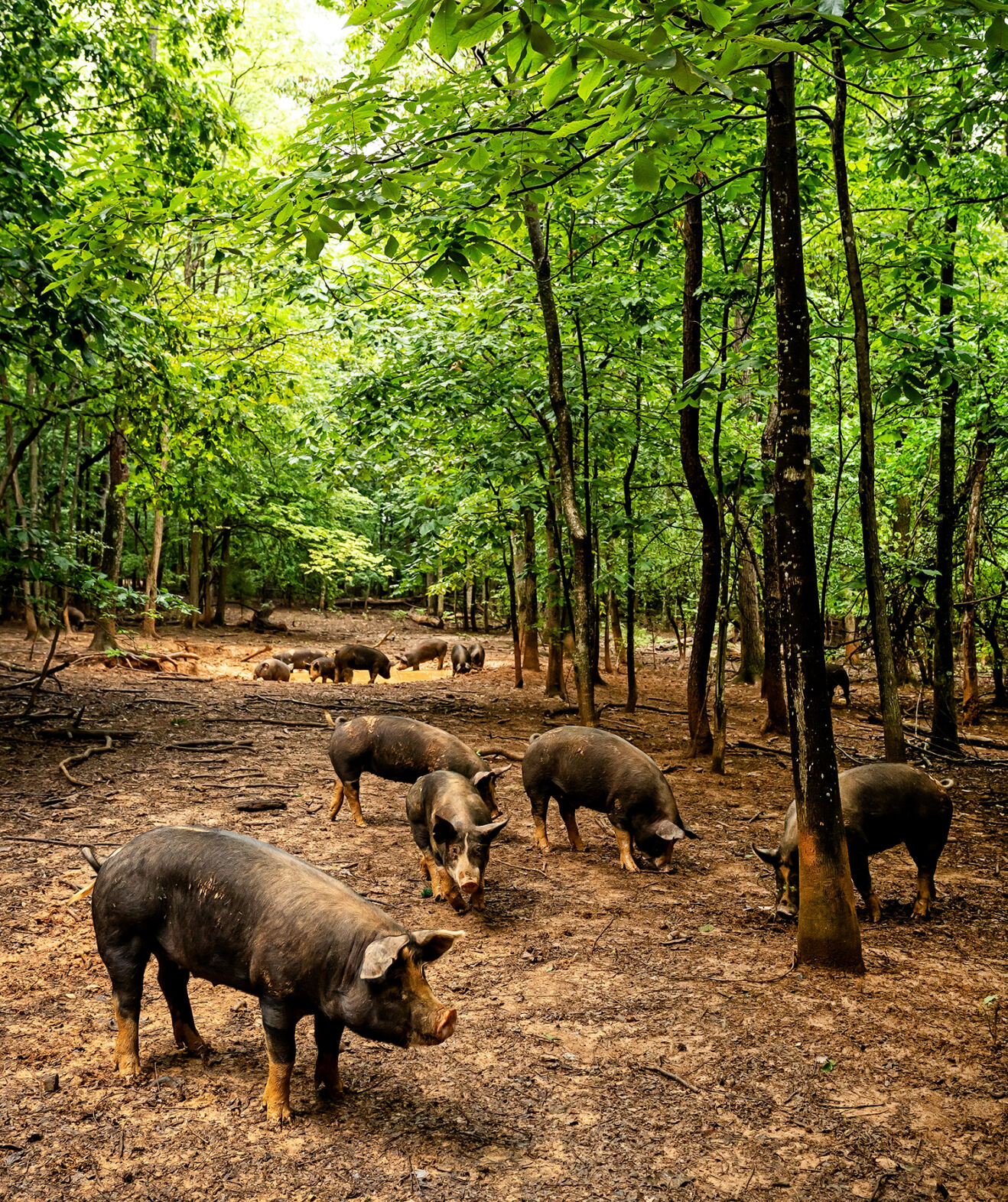 Autumn Olive heritage pigs